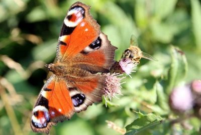Butterfly And Bee Attracting Flowers For Your Garden Butterfly and bee attracting flowers