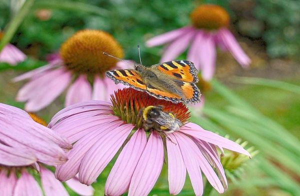best plants for butterflies and bees